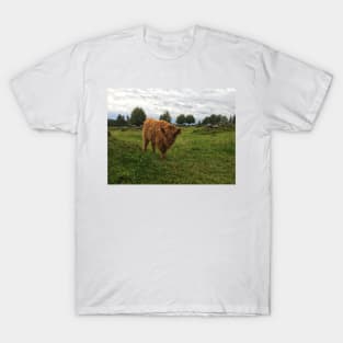 Scottish Highland Cattle Calf 1814 T-Shirt